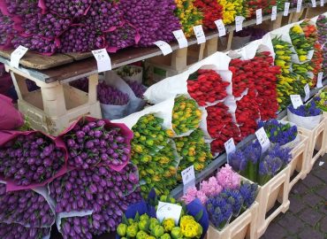 The Flower Market in Maastricht